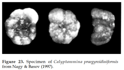 Calyptammina praegyroidiniformis (Bystrova & Kossitskaja in Bystrova, 1984)