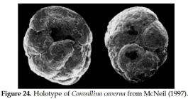 Convallina caverna Mcneil, 1997