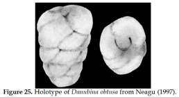 Danubina obtusa Neagu, 1997