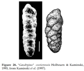 Neaguammina cuvierensis (Holbourn & Kaminski, 1995)