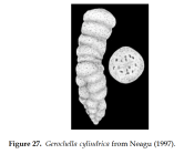 Gerochella cylindrica Neagu, 1997