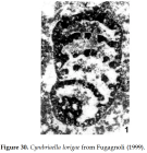 Cymbriaella lorigae Fugagnoli, 1999