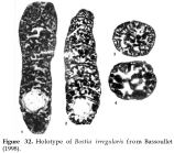Bostia irregularis Bassoullet, 1998