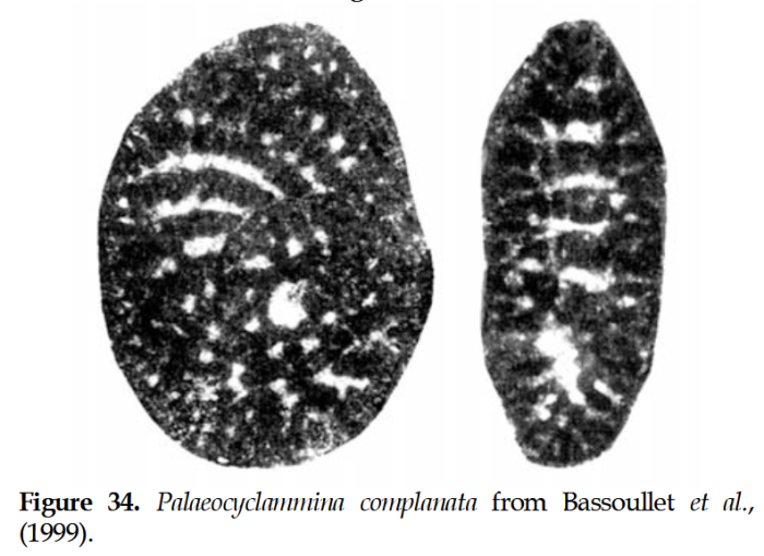 Palaeocyclammina complanata Bassoullet, Boutakiout & Echarfaoui, 1999 Palaeocyclammina complanata Bassoullet, Boutakiout & Echarfaoui, 1999