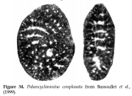 Palaeocyclammina complanata Bassoullet, Boutakiout & Echarfaoui, 1999
