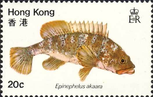 Epinephelus akaara