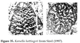 Karsella hottingeri Sirel, 1997