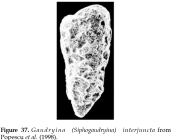 Paragaudryinella interjuncta (Cushman, 1936)