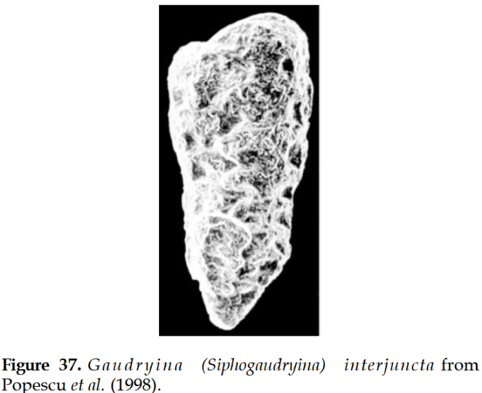 Paragaudryinella interjuncta (Cushman, 1936) Paragaudryinella interjuncta (Cushman, 1936)