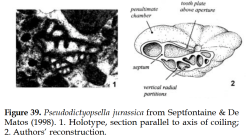 Pseudodictyopsella jurassica Septfontaine & De Matos, 1998