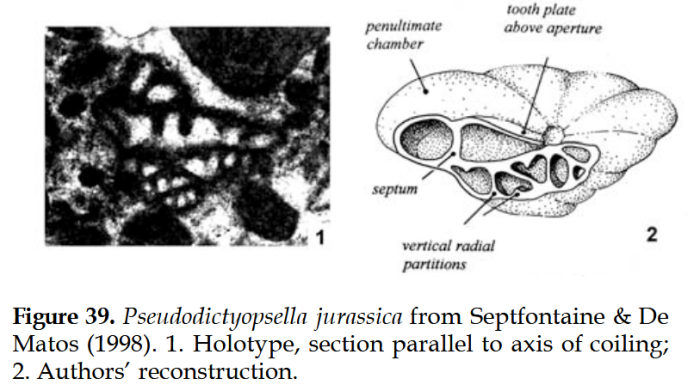 Pseudodictyopsella jurassica Septfontaine & De Matos, 1998 Pseudodictyopsella jurassica Septfontaine & De Matos, 1998