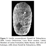 Lavella cucumeriformis Nestell & Tolmacheva, 2004
