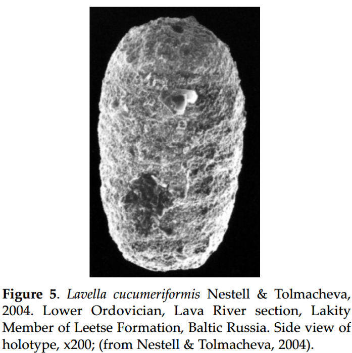 Lavella cucumeriformis Nestell &amp; Tolmacheva, 2004