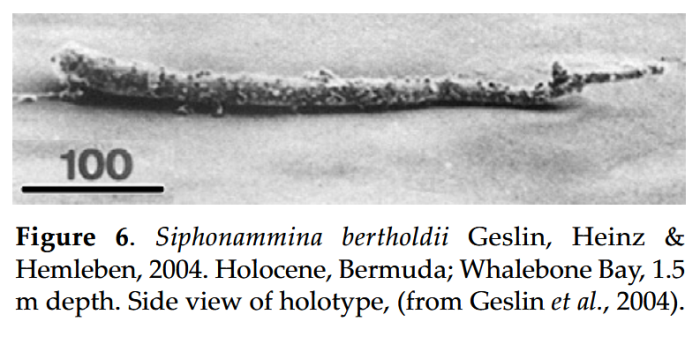 Siphonammina bertholdii Geslin, Heinz &amp; Hemleben, 2004