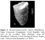 Rectoprotomarssonella rugosa (Hanzlíková, 1955)