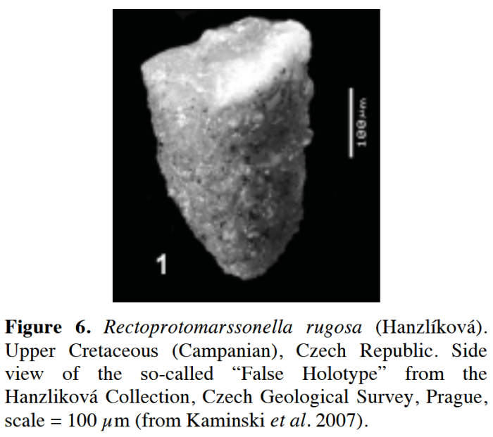 Rectoprotomarssonella rugosa (Hanzlíková, 1955) Rectoprotomarssonella rugosa (Hanzlíková, 1955)