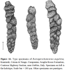 Rectogerochammina eugubina Kaminski, Cetean & Neagu, 2010