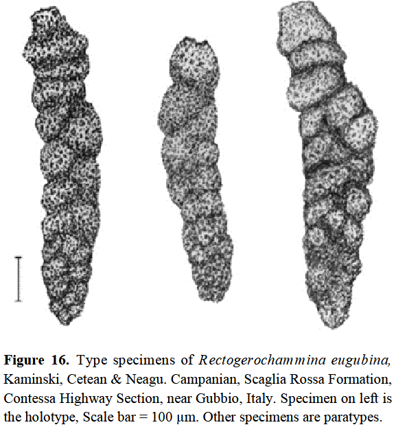 Rectogerochammina eugubina Kaminski, Cetean &amp; Neagu, 2010
