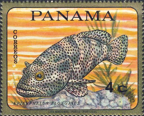 Epinephelus elongatus Epinephelus elongatus