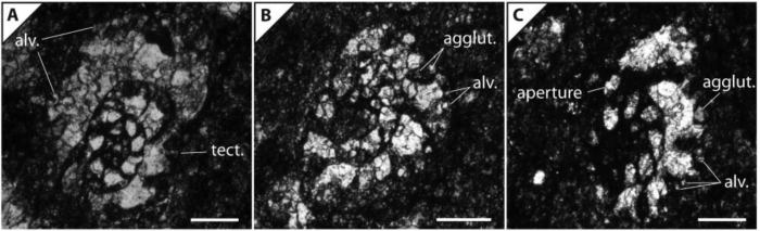 Wernlina reidae Rigaud, Vachard &amp; Martini, 2014