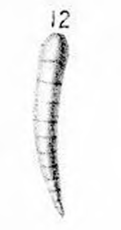 Nodosaria (Dentalina) zsigmondyi Hantken, 1868 Nodosaria (Dentalina) zsigmondyi Hantken, 1868