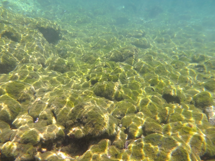 Cladophoropsis membranacea Cladophoropsis membranacea