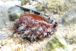 Naria spurca spurca