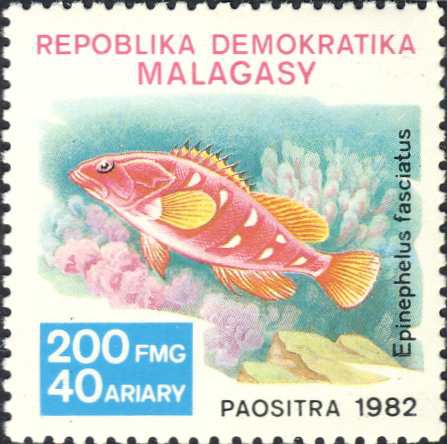 Epinephelus fasciatus