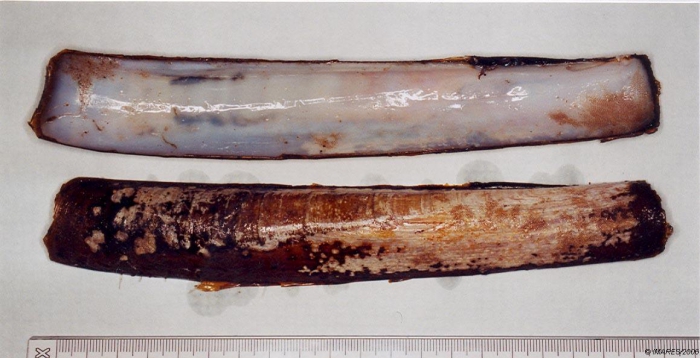 Ensis siliqua (Linnaeus, 1758) Ensis siliqua (Linnaeus, 1758)