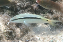 Parupeneus forsskali