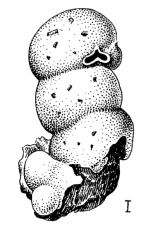 Acruliammina antarctica Saidova, 1975