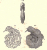 Lituola irregularis var. compressa Goës, 1882