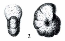 Haplophragmium rotundidorsatum Hantken, 1875