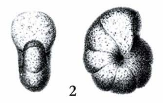 Haplophragmium rotundidorsatum Hantken, 1875 Haplophragmium rotundidorsatum Hantken, 1875