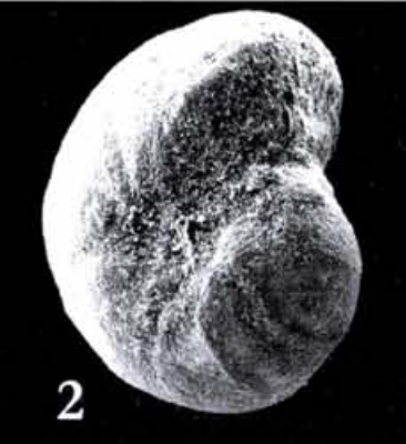 Haplophragmium rotundidorsatum Hantken, 1875