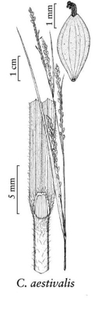 Organs of C. aestivalis (spike, abaxial side of utricle, ligula)