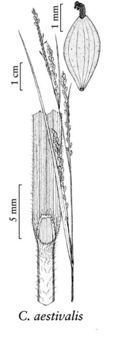 Organs of C. aestivalis (spike, abaxial side of utricle, ligula) Organs of C. aestivalis (spike, abaxial side of utricle, ligula)