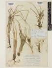 Royal Botanic Gardens, Kew