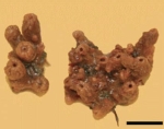 Halichondria jangseungenesis Kang & Sim, 2011