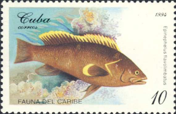 Epinephelus flavolimbatus Epinephelus flavolimbatus