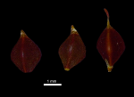 Nutlet of Carex nodiflora K000291273 type
