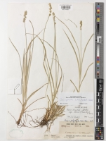 Herbarium:K001418687 Holotype