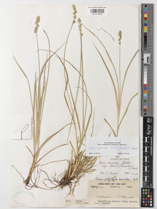 Herbarium:K001418687 Holotype Herbarium:K001418687 Holotype