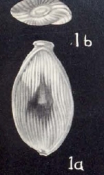 Lagenosolenia neowrightiana McCulloch, 1981