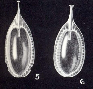 Lagenosolenia cubaquaensis McCulloch, 1981