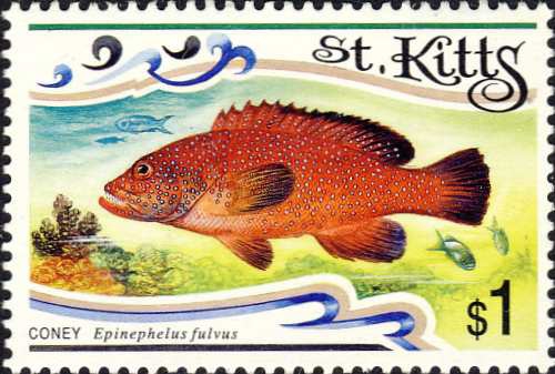 Epinephelus fulvus