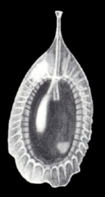 Lagenosolenia curvilagenoides McCulloch, 1981