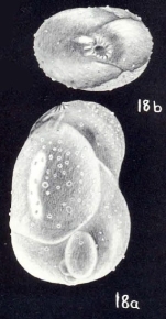 Globulina aequaliformis McCulloch, 1981