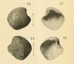 Verticordia lamothei Dautzenberg & H. Fischer, 1897, original figure