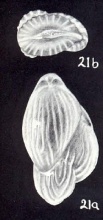 Fissuripolymorphina neocrassicostata McCulloch, 1981